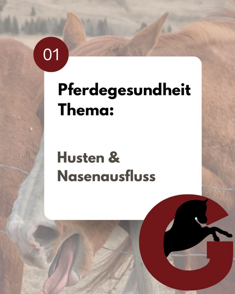 #Pferdegesundheit#Pferdeglück#pferdemedizin#pferdeklinik#wecareweilwirpferdelieben