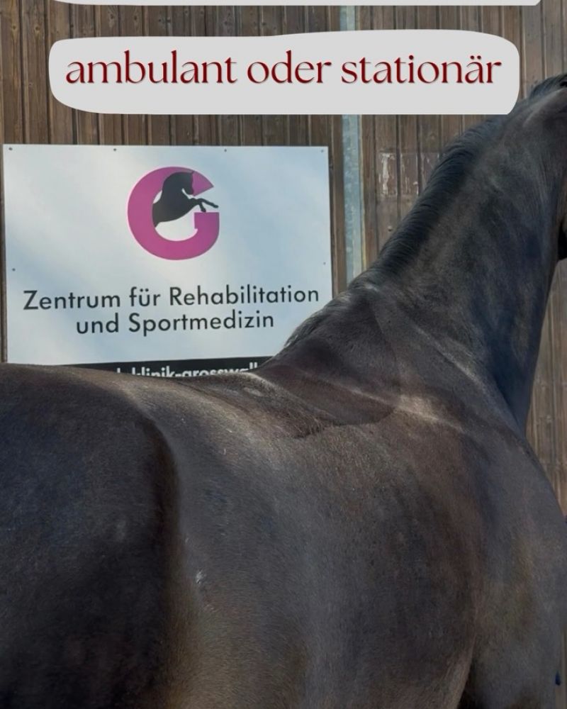 #Aquatrainer, #Pferderehabilitation, #Pferdegesundheit, #Pferdephysiotherapie, #Pferdeosteopathie