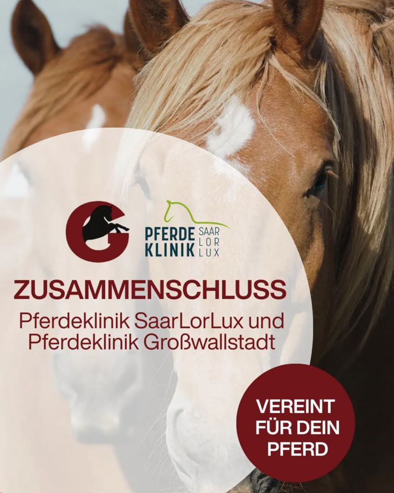 #Pferdeklinik, #Tiermedizin, #SaarLorLux, #Großwallstadt, #GesundesPferd, #Teamwork