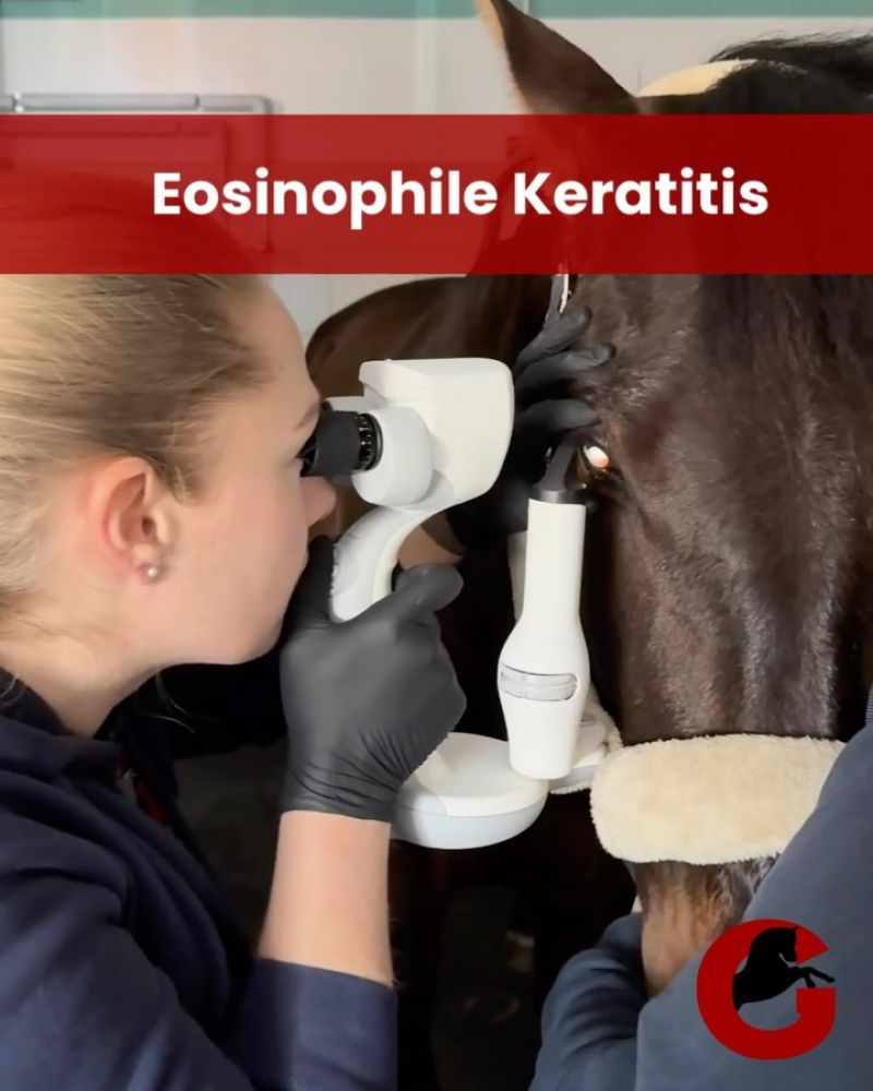 #augenheilkunde#pferdeauge#pferdegesundheit#keratitis#pferdeklinik